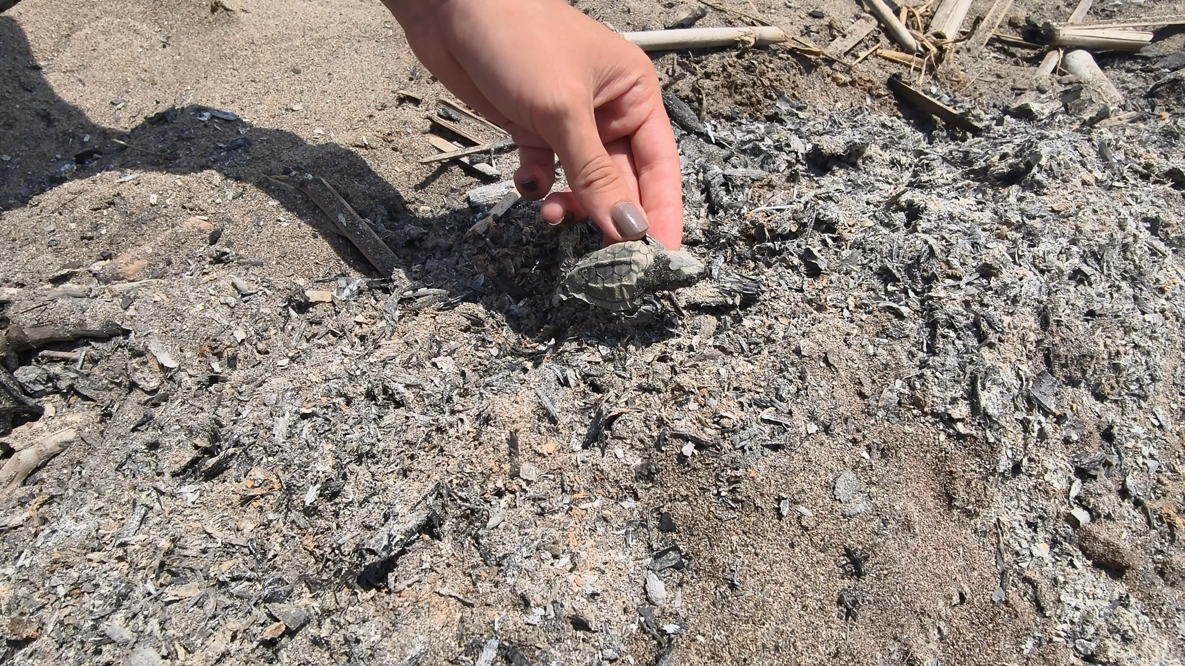 Antalya sahilinde skandal: Yavru caretta, denize ulaşamadan yanarak can verdi
