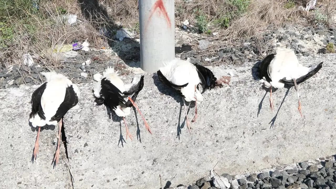 Göç yolundaki leylekler elektrik direklerinde can verdi