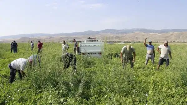 Bafra Ovası'nda karpuz ve kavun hasadı bereketi: Tarlada 3 liraya alıcı bulamıyorlar