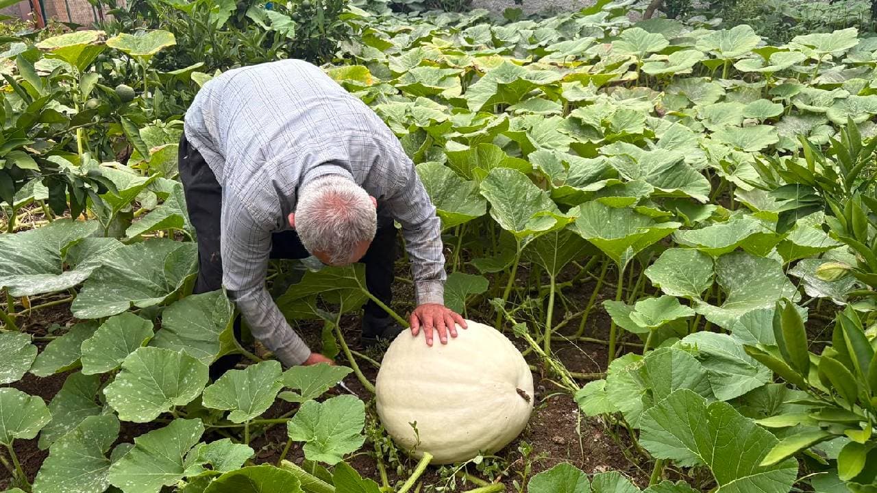 Osmaniye'de 3 kök kabağından 1 ton ürün aldı: Çiftçinin hasat sevinci