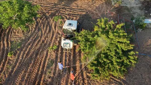 Trakya İlkeren üzümünde hasat heyecanı: 34 yıldır üreticinin yüzünü güldürüyor