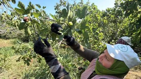 Balıkesir'in coğrafi işaretli siyah incirinde hasat heyecanı başladı