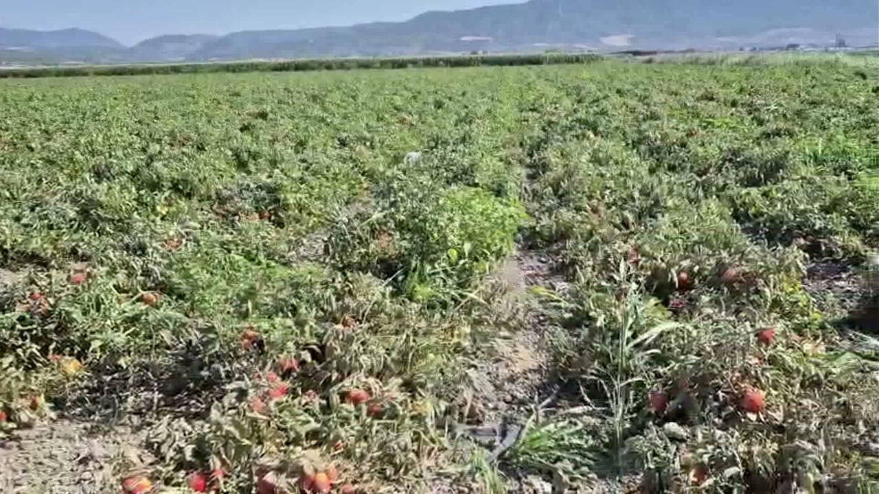 Kınık'ta çiftçinin isyanı: 'Üreterek batıyoruz, tarlalarımızı traktörlerimizi sattık'