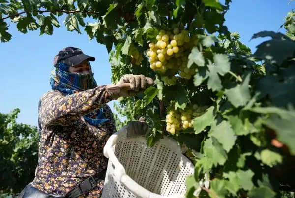 Buldan’da üzüm hasadı 03.30’da başladı: Rusya ve Avrupa’nın gözü Süperior çeşidinde