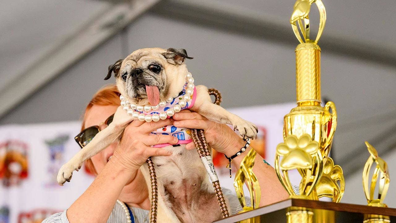 Dondurucu soğukta terk edildi, dünyanın en çirkin köpeği seçildi: Jinny Lu'nun yürek burkan zaferi
