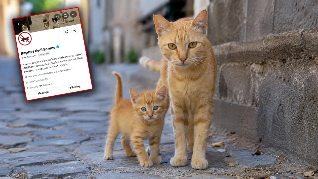 Köpeklerin ardından bu kez kediler hedefte: Sosyal medyada 'toplatılsın' çağrısı tepki topladı