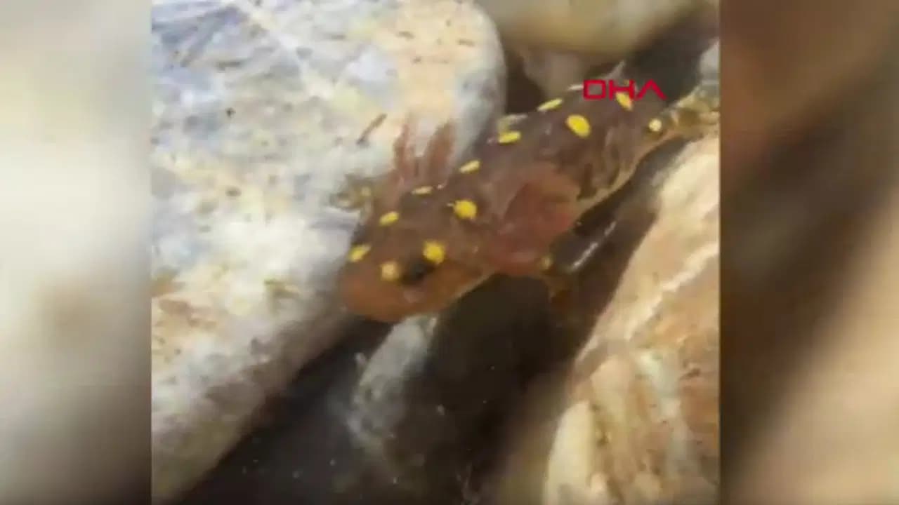 Batman'da nesli tükenme tehlikesindeki sarı benekli semender görüntülendi