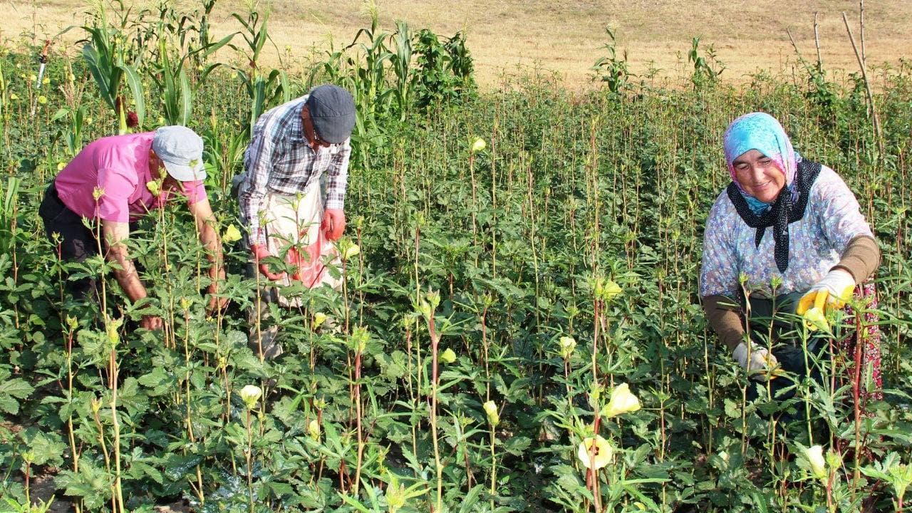 Amasya'nın tescilli çiçek bamyası altınla yarışıyor: Kilosu 1400 TL'den alıcı buluyor