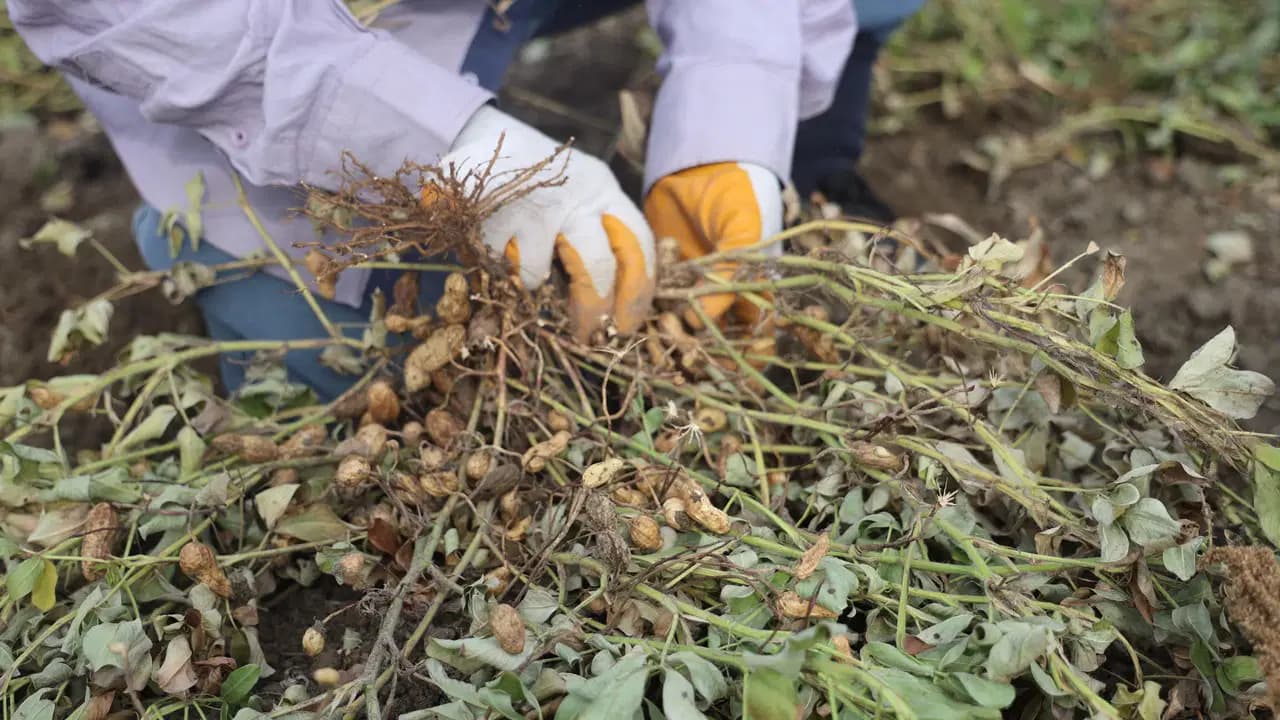 Kilis'te 'yeşil altın' hasadı başladı: Üreticiler 40 derece sıcakla mücadele ediyor