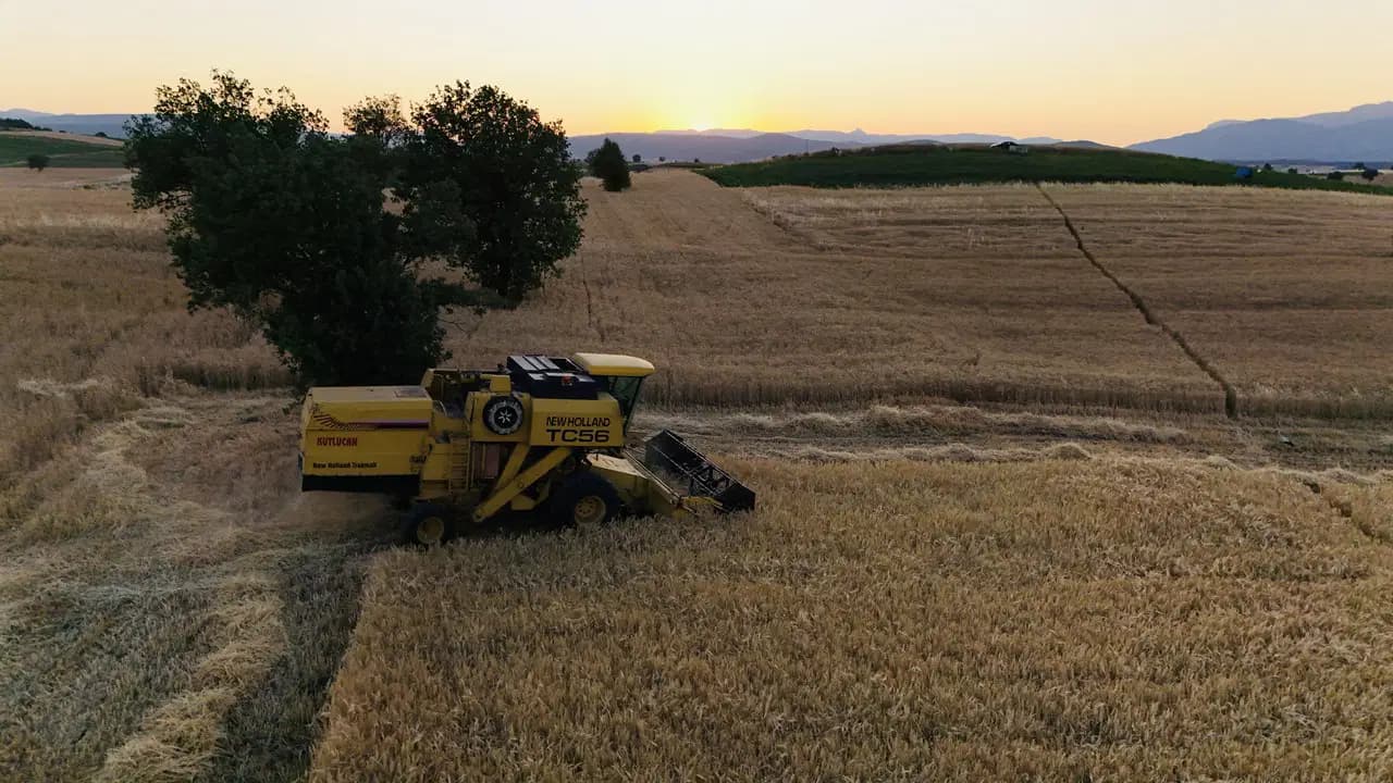Sivas'ta tritikale hasadı başladı: Türkiye üretiminin yarısı bu şehirden