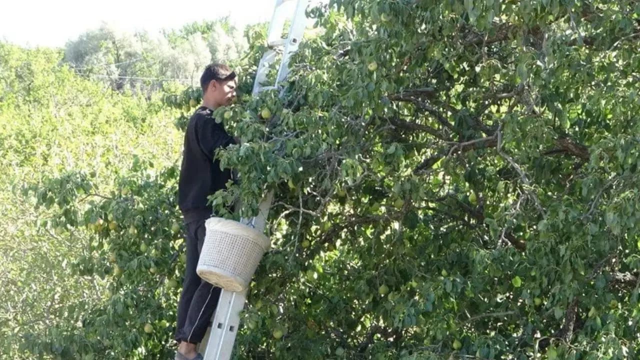 Geçen yıl don vurmuştu: Çubuklu üreticilerin yüzü bu yıl armut hasadıyla gülüyor