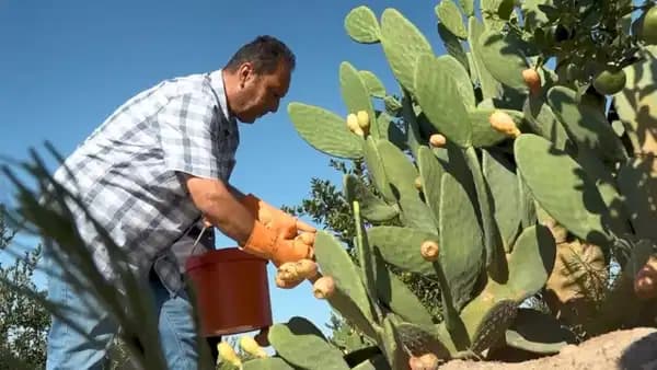 Mersin'in kayalıklarında yetişen 'dikenli altın': Frenk inciri hasadı başladı