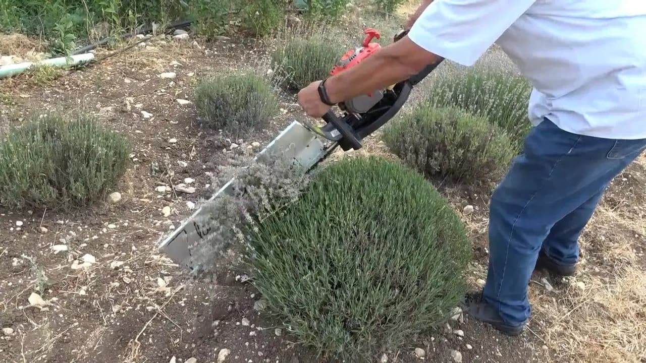 Isparta'nın 'mor altın'ı hasat ediliyor: Kuyucak'a Rus ve Uzak Doğulu turist akını