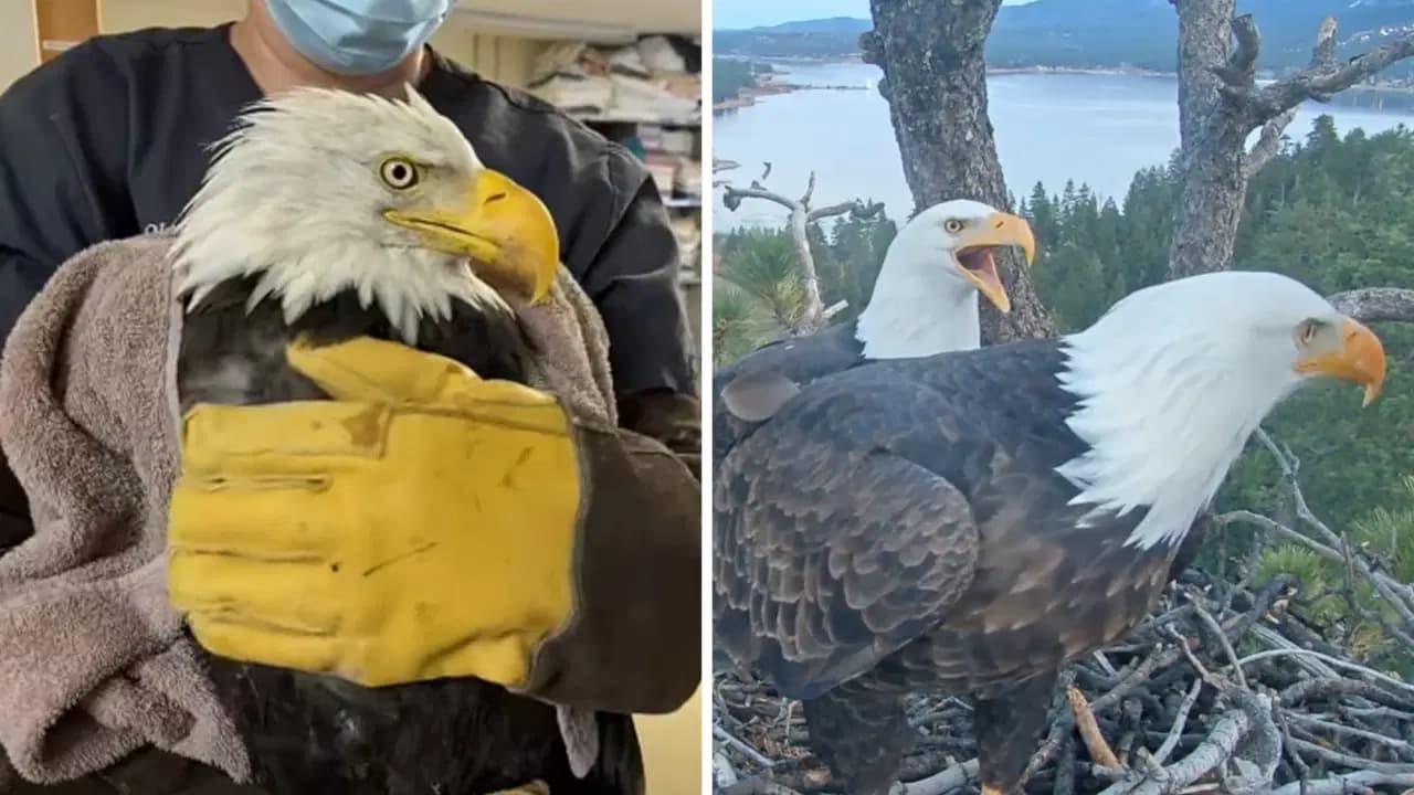 Milyonların kalbini fetheden kel kartal Jackie hayatını kaybetti