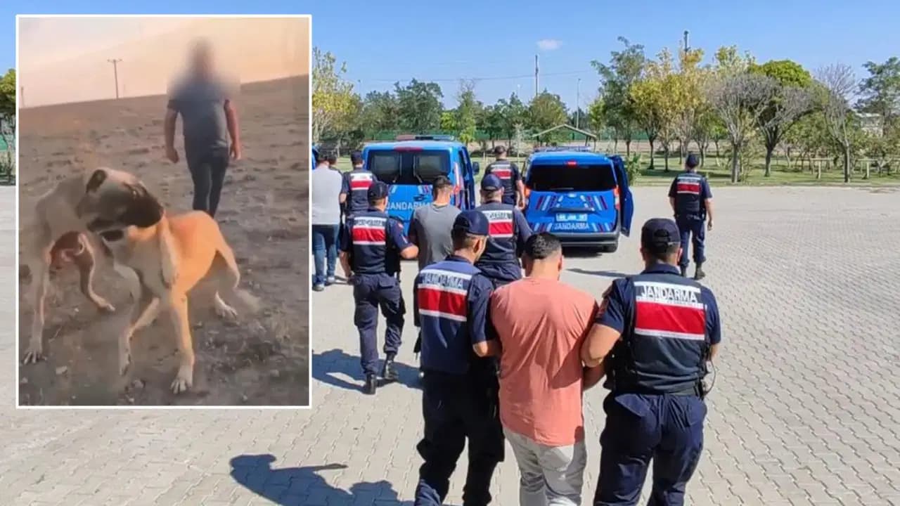 Aksaray'da köpek dövüştüren çete jandarmaya yakalandı: Sosyal medyada paylaşım yapmışlardı