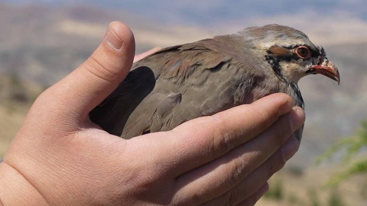 Kırıkkale'de keklikler kene ile mücadelede doğaya salındı