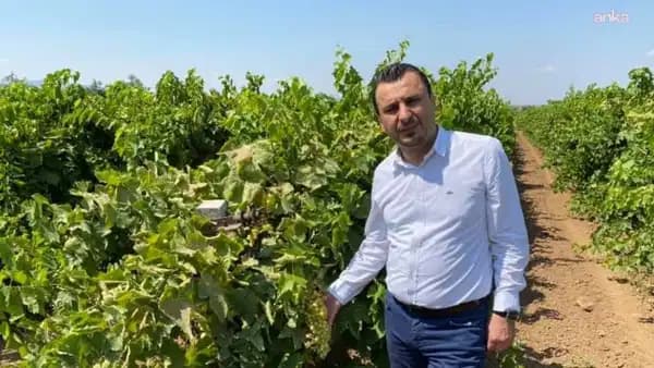 YENİ Partili Başevirgen'den çiftçiyi koruyacak üzüm fiyatı çağrısı: '150 TL'nin altı üretimi durdurur'