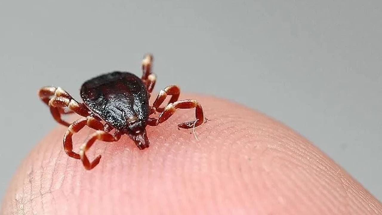 Karabük'te kene kabusu devam ediyor: KKKA şüphesiyle tedavi gören yaşlı adam hayatını kaybetti