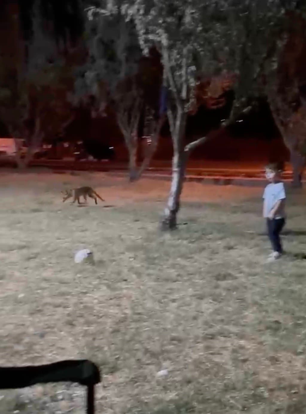 Çanakkale'de tilki şaşkınlığı: 3 yaşındaki çocuğun topunu kapıp kaçtı