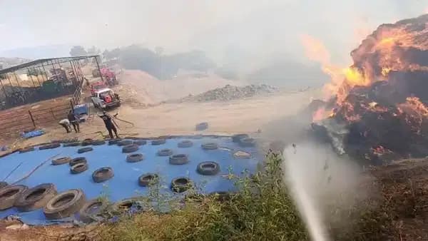 Aydın'ın Çine ilçesinde çıkan yangın zeytinliğe sıçradı