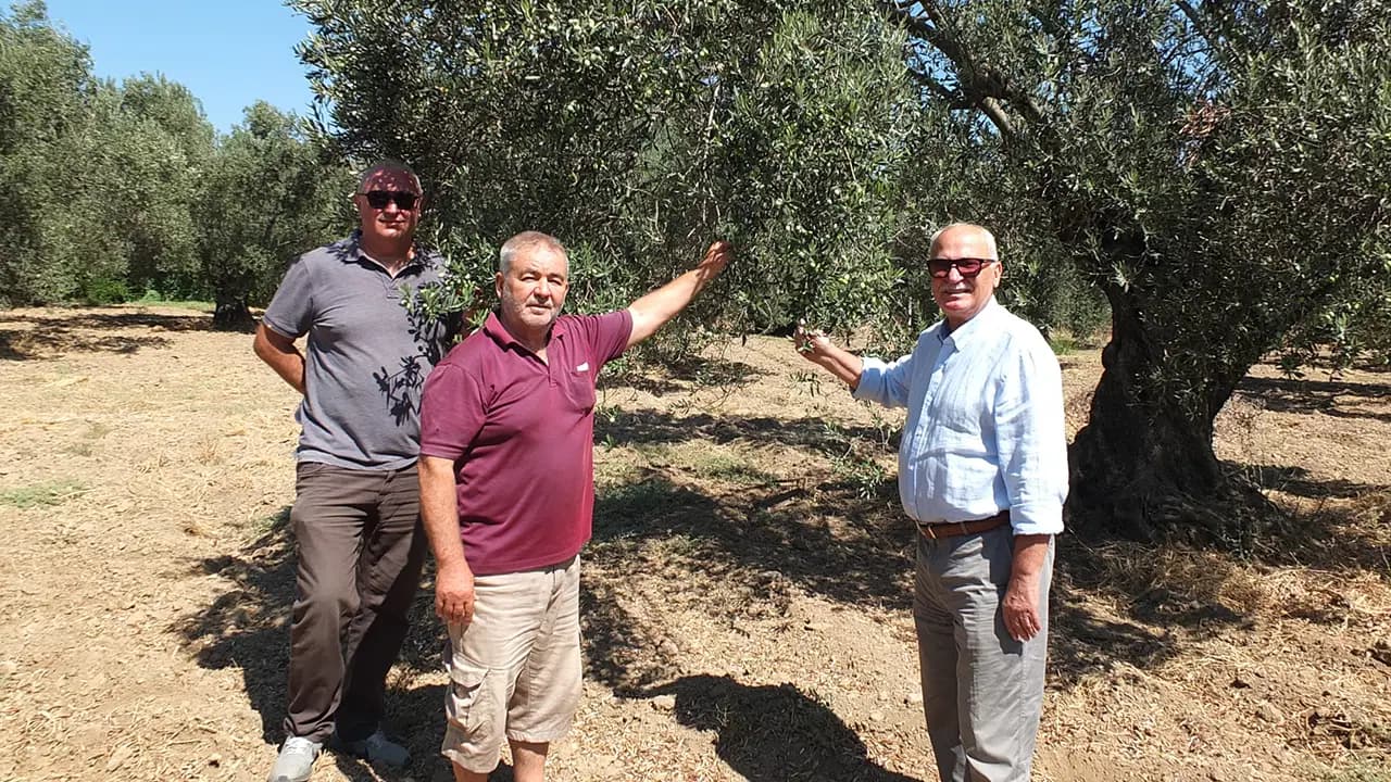 Balıkesirli zeytin üreticilerinden Hazine ve Maliye Bakanlığı'na destek talebi